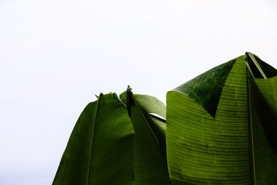 Close-up of green leaves on plant against sky