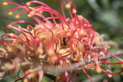 Close-up of bee pollinating flower