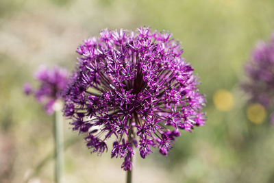 Allium giganteum