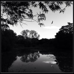 Reflection of trees in calm lake