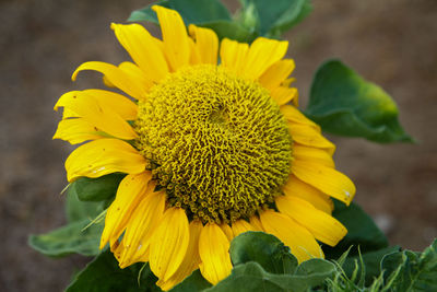 Close-up of yellow sunflower