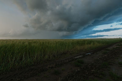 Scenic view of agricultural field against sky