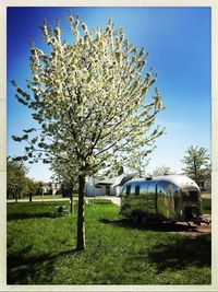 Cherry blossom tree on field against sky