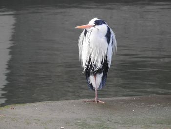 High angle view of gray heron perching on a lake