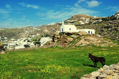 Dog on mountain against sky