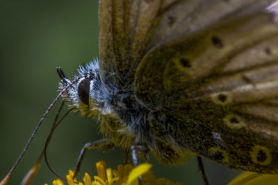 Close-up of butterfly pollinating on flower