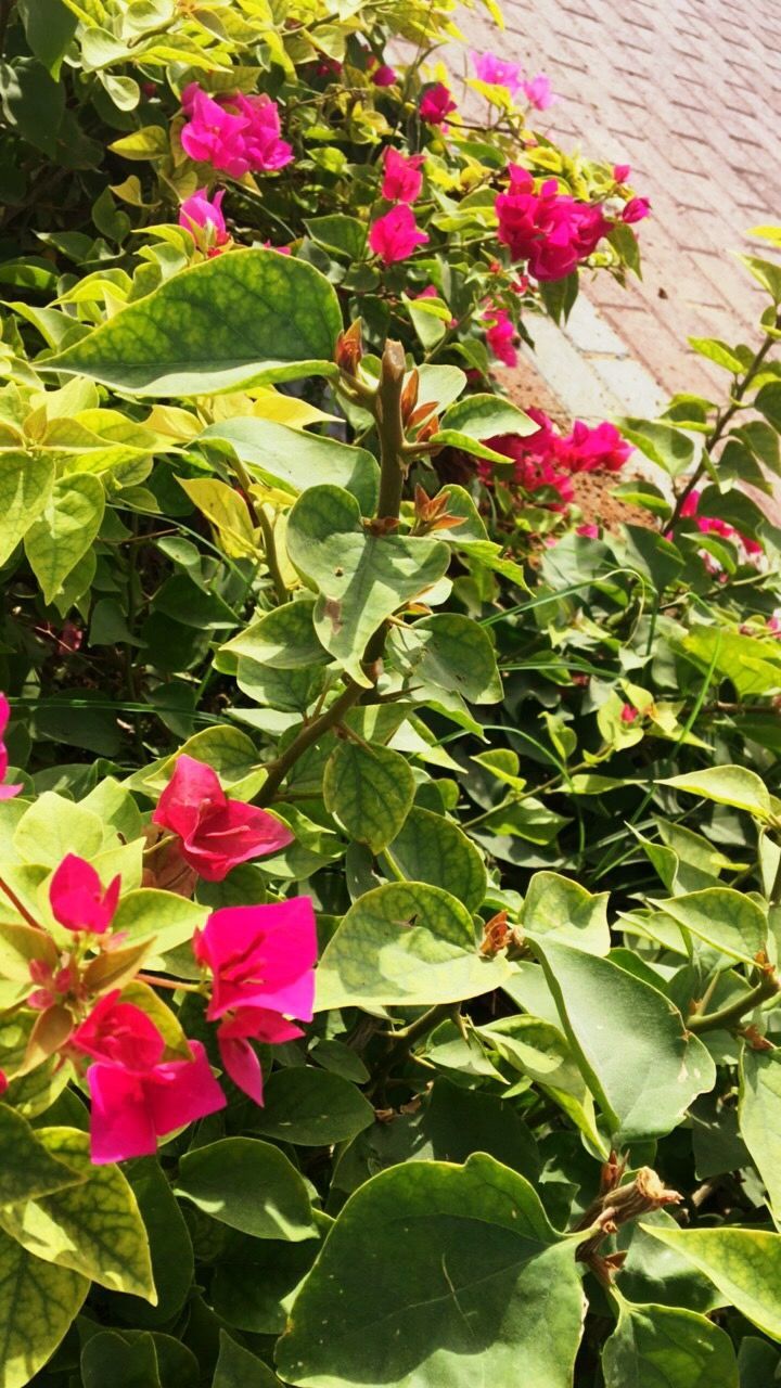 CLOSE-UP OF FLOWERS BLOOMING