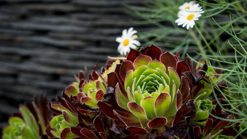 Close-up of flowers blooming outdoors