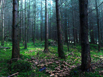 Trees in forest