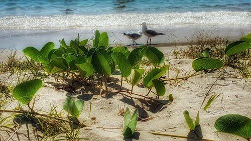 Bird perching on plant at beach