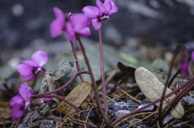 Close-up of pink crocus flowers