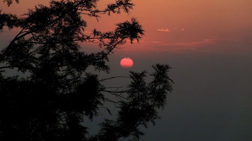 Low angle view of silhouette tree against sky during sunset