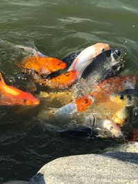 View of koi fish in sea