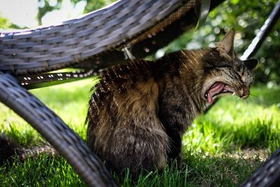 Close-up of brown cat yawning grass