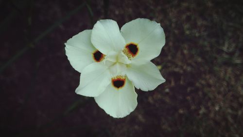 Close-up of white flower growing outdoors