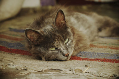 Cat lying on floor