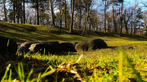 Scenic view of grassy field