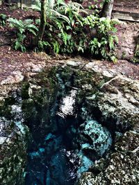 Scenic view of tree growing on rock