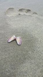 High angle view of shell on sand