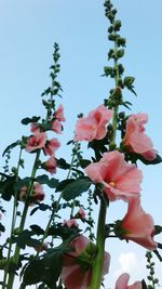 Low angle view of pink flowers blooming against sky