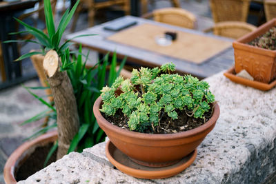 High angle view of potted plants