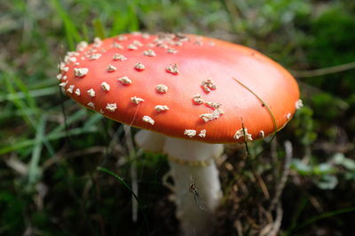 Close-up of fly agaric mushroom growing on field
