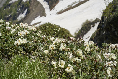 Close-up of white flowering plants on field