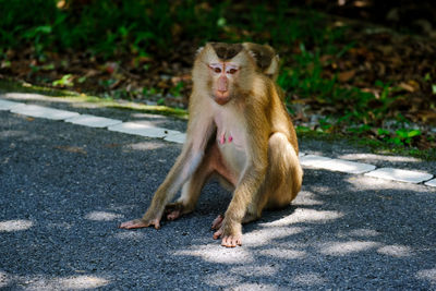 Mother and son monkey are lovely in the forest.