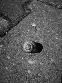 Close-up of snail on sand