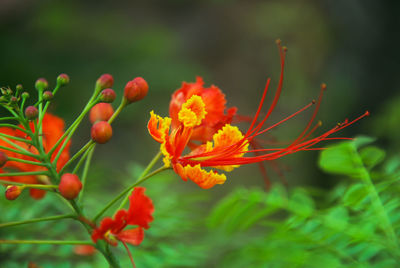 Close-up of red flowering plant