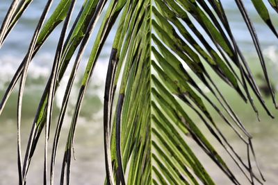 Close-up of palm leaf