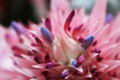 Close-up of pink flower