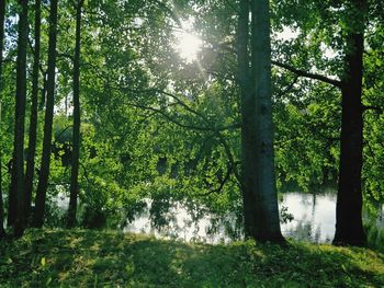 Scenic view of trees in forest