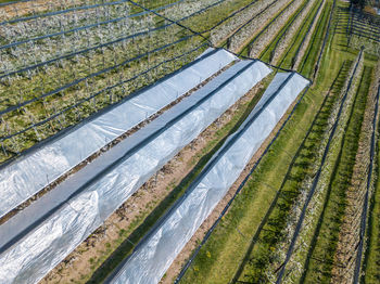 High angle view of agricultural field