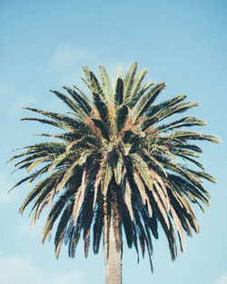 Low angle view of palm tree against clear sky