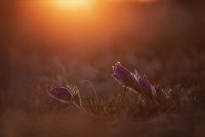 Close-up of purple crocus flowers on field at sunset