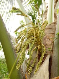 Plants growing on tree trunk