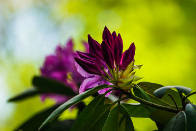 Close-up of pink flowering plant