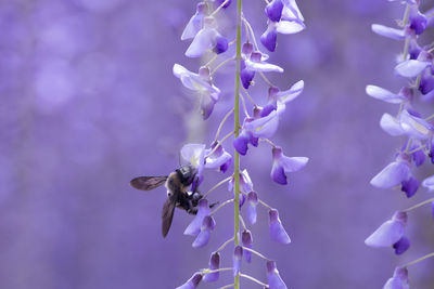 Close-up of bee on wisteria 