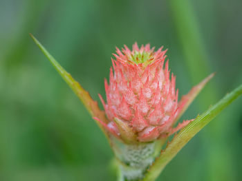 Close-up of young pineapple
