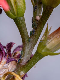 Close-up of wet purple flower