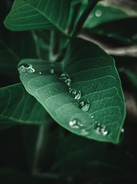 Close-up of water drops on leaves