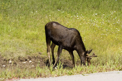 Moose on grassy field