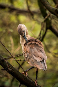 Close-up of a bird against blurred background