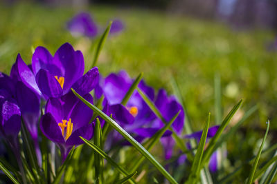 Close-up of purple crocus flowers on field