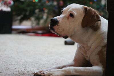 Close-up of a dog looking away