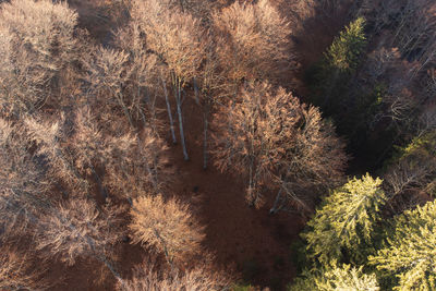 High angle view of trees in forest