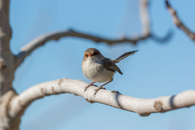 Bird perching on branch against sky