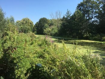 Scenic view of forest against sky
