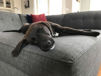 Close-up of dog relaxing on sofa at home